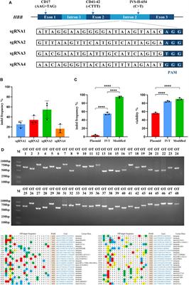 In situ correction of various β-thalassemia mutations in human hematopoietic stem cells